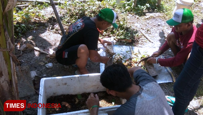 Mahasiswa KKN-BBM Unisla kelompok 20, Desa Glagah, menyiapkan sampah sayur dan buah-buahan yang menjadi makanan Maggot BSF, Rabu (31/7/2019). (FOTO: MFA Rohatillah/TIMES Indonesia)