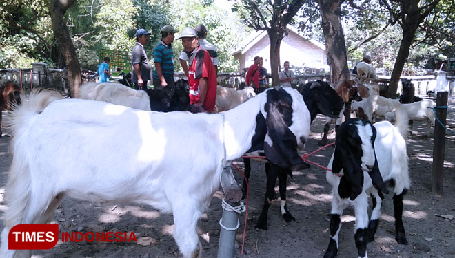 Jelang Idul Adha, Kenaikan Harga Hewan Kurban Di Kabupaten Jombang ...