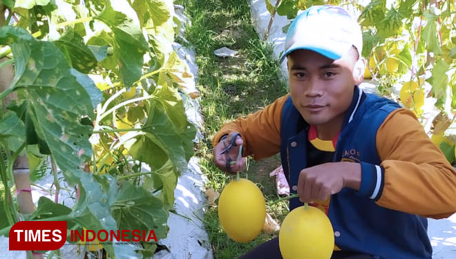 The Golden Melon Gives this Guy IDR 20 M Profit on each Harvesting Season