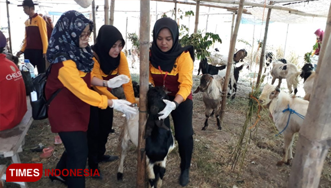 Dokter hewan dari Disnakkeswan Lamongan memeriksa hewan kurban, di Pasar Kambing Sidoharjo, Rabu (7/8/2019). (FOTO: Ardiyanto/TIMES Indonesia)