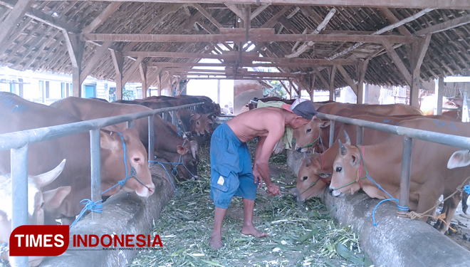 Jelang Idul Adha, Harga Sapi Madura Di Jombang Melonjak | TIMES Indonesia