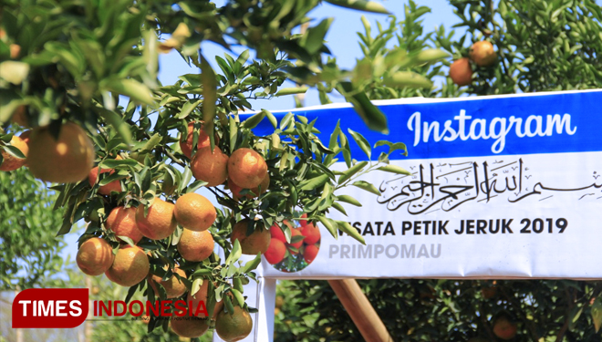 Jenis jeruk keprok yang dikembangkan di wisata petik jeruk POM AU. (FOTO: Tria Adha/TIMES Indonesia)