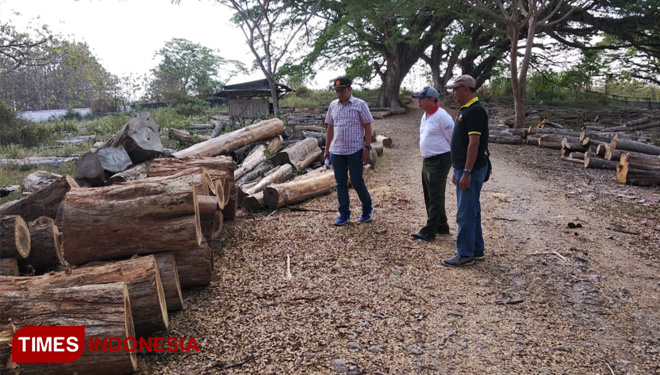 Ratusan Kayu Sono Diduga Hasil Illegal Logging Mangkrak di Lahan Perhutani