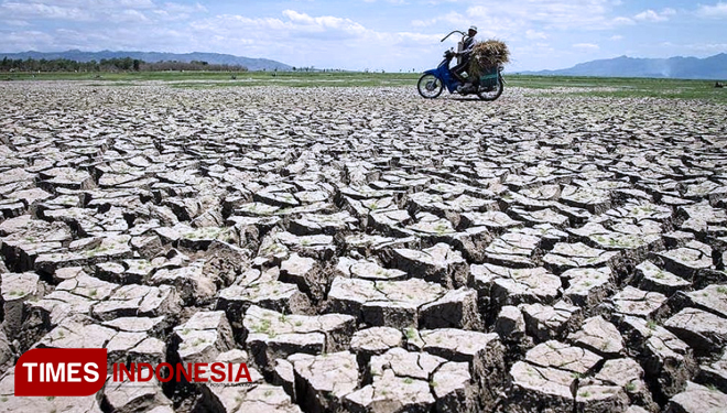 Ratusan Hektare Sawah di Jatim Terancam Gagal Panen Akibat Kekeringan. (FOTO: AJP TIMES Indonesia)