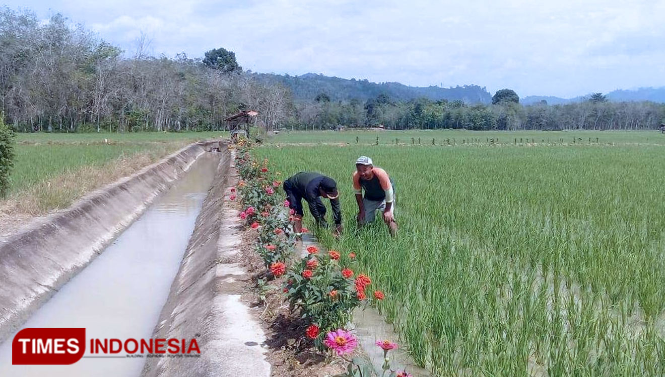 Kementan RI kini sedang mengembangkan padi organik di wilayah perbatasan Kalimantan Barat (Kalbar). (Foto:Kementan RI For TIMES Indonesia)