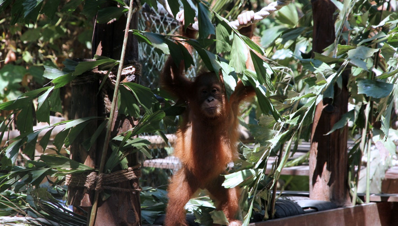 Satwa anak Orangutan 'Bonbon' tengah aktif bergelantungan di area Bali Safari and Marine Park. (foto: Bali Safari and Marine Park)