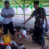 Kawal KSTM, BBPP-BATU Lakukan Monev di Pulau Madura