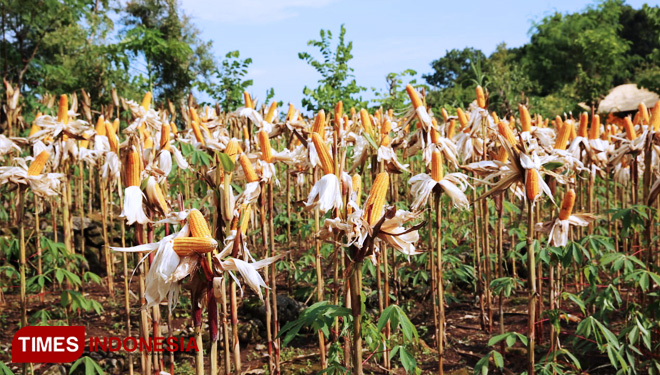Produksi jagung nasional mampu bersaing di pasar regional. (FOTO: Kementan for TIMES Indonesia)
