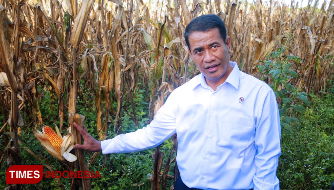 Menteri Pertanian (Mentan) Andi Amran Sulaiman memastikan bahwa produksi dan pasokan jagung nasional tahun ini aman dan terkendali. (Foto: Kementan for TIMES Indonesia)