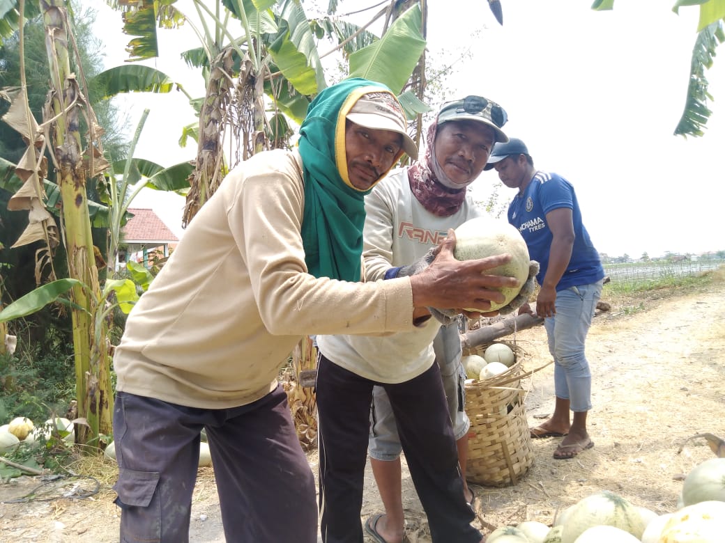 Petani-buah-memble-2.jpg