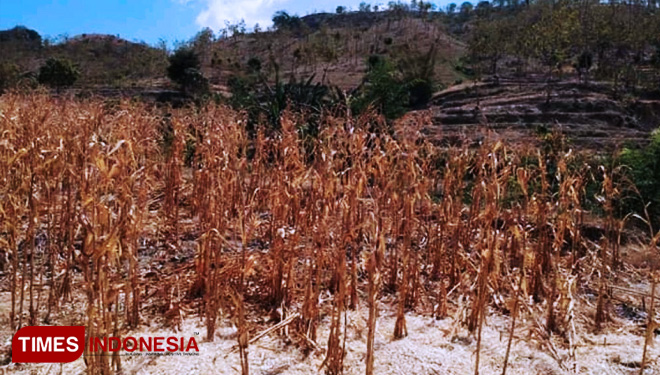 Semenjak kemarau panjang, sejumlah petani ikut kena dampaknya. Salah satu petani di Bojonegoro mengalami gagal panen jagung karena tidak turunnya hujan sama sekali selama beberapa bulan. (FOTO: AJP/TIMES Indonesia)