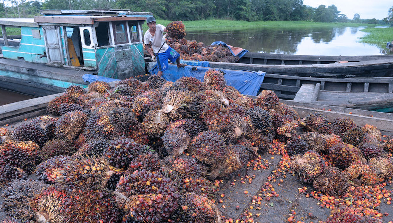 Ilustrasi - Pekerja memuat tandan buah segar (TBS) kelapa sawit (FOTO: Wahdi Septiawan /AntaraFoto)