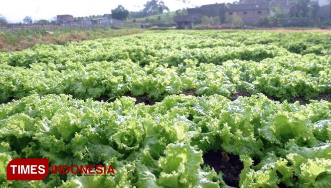 Desa-Giripurno-v3.jpg