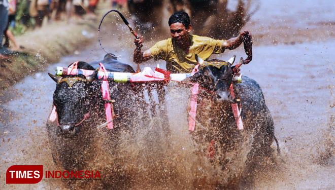 Dalam tahunan di masyarakat tradisi sapi karapan satu merupakan salah festival Kisah JAKA