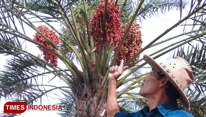 Dates Coffee: A New Alternative to Reduce the Caffeine