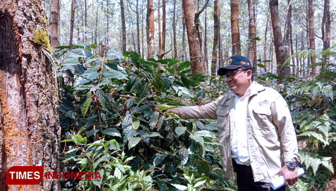 Direktur UB Forest, Eko Ganis Sukoharsono saat memetik biji kopi di kebun kopi UB Forest, Dusun Sumbersari, Desa Tawang Argo, Kecamatan Karangploso, Kabupaten Malang. (Foto: Naufal Ardiansyah/TIMES Indonesia)