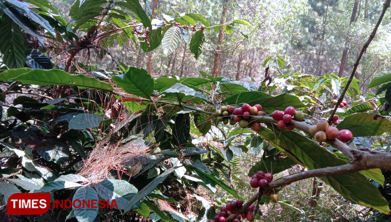 KOPI-A.jpg