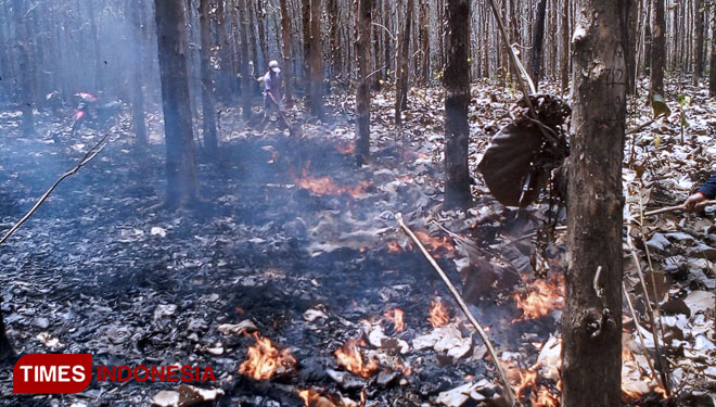 Hutan  Jati  di Banyuwangi Selatan Terbakar TIMES Indonesia