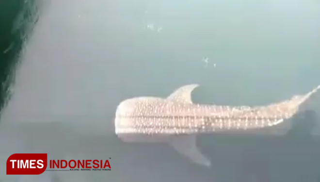 Penampakan hiu tutul di kanal PLTU Paiton. (FOTO: Istimewa for TIMES Indonesia)