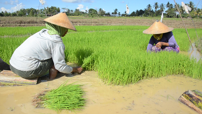 Ilustrasi. Pertanian padi di Bulungan, Kalimantan Utara. (Foto: pertanian.go.id)
