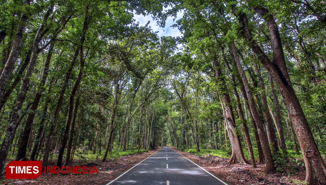 Lokasi Perhelatan Savana Duathlon 2019 di Taman Nasional Alas Purwo, Banyuwangi (Foto : Roghib Mabrur/Times Indonesia)