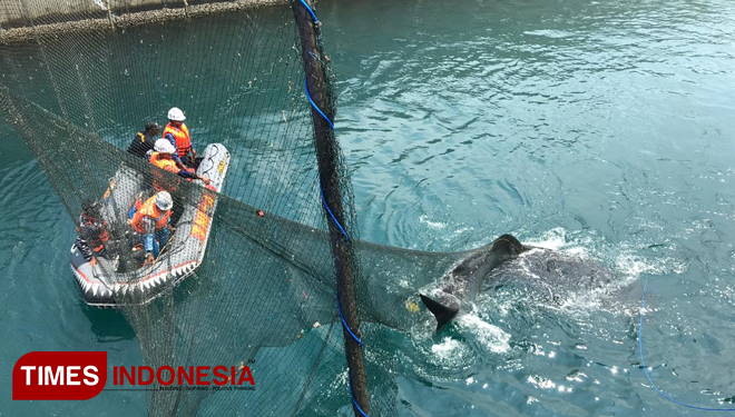 Tim Rescue Whale Shark saat mengevakuasi hiu tutul di kanal PLTU Paiton. (FOTO: Tim Rescue for TIMES Indonesia)