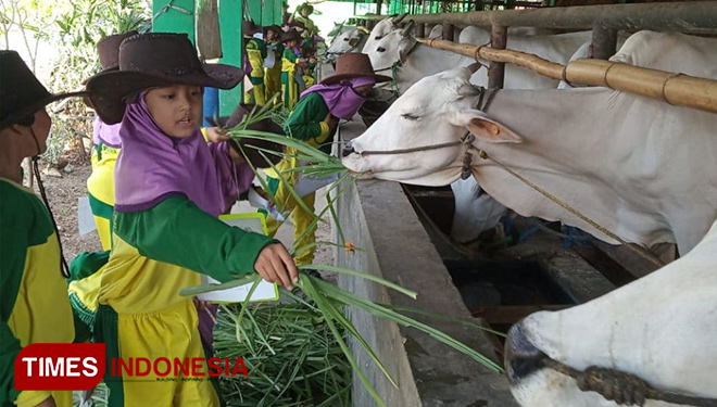 Siswa MIUS Kabupaten Lamongan, memberi makan sapi di UPT Agri Science Technopark, Fapet, Unisla, Rabu, (18/9/2019). (Foto: MFA Rohmatillah/TIMES Indonesia)