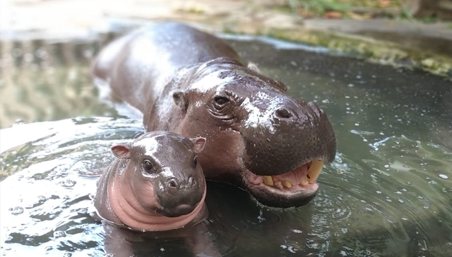 The pygmy hippo at Bali Safari and Marine Park. (Picture by: Bali Safari and Marine Park)