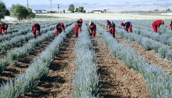 Ilustrasi - Lahan pertanian (FOTO: Anadolu Agency)