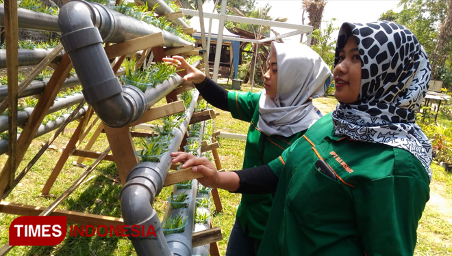 Ibu-ibu mendapatkan pelatihan menanam untuk orang tua siswa. (foto: Muhammad Dhani Rahman/TIMES Indonesia) 