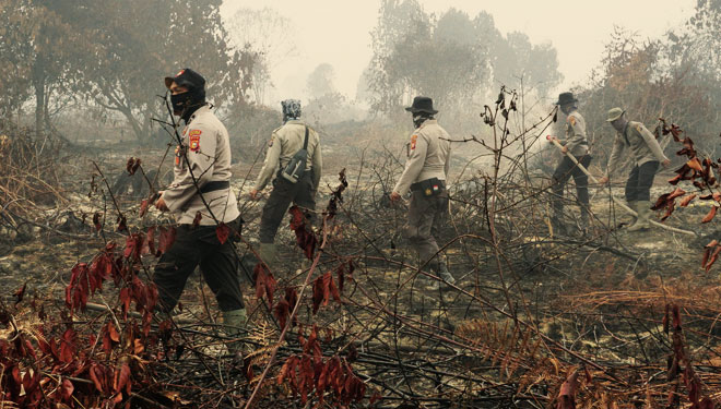 Ilustrasi kebakaran hutan.