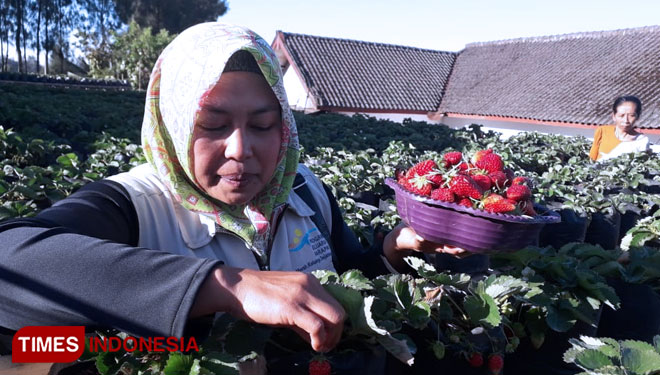 Seorang pengunjung memetik buah stroberi di kebun milik Riyadi di Kecamatan Sumber, Probolinggo (FOTO: Iqbal/TIMES Indonesia)