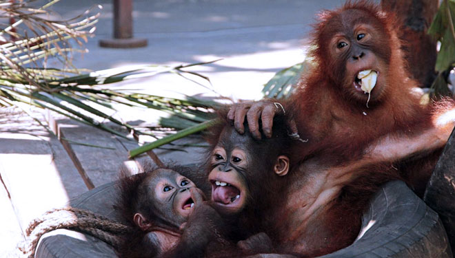 Tiga bayi Orangutan, Bonbon, George, dan Cherry yang tengah bermain di kawasan Bali Safari and Marine Park. (foto:Bali Safari and Marine Park)