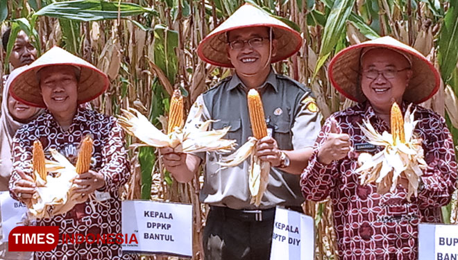 Bupati Bantul Suharsono saat melakukan panen jagung di lahan milik kelompok tani maju dusun Celep Srigading, Sanden, Kamis (10/10/2019). (FOTO: Totok Hidayat/TIMES Indonesia)