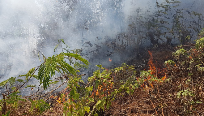 Hutan Pinus Desa Tlekung Terbakar