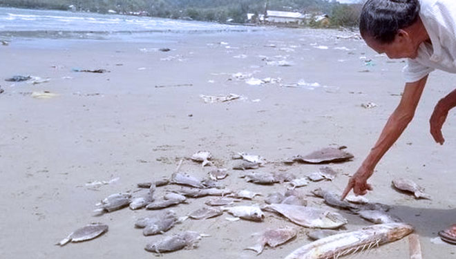 Ratusan ikan laut mati dan terdampar di pantai di desa Lelingulan, Kecamatan Tanimbar Utara, Kabupaten Kepulauan Tanimbar, Maluku. (FOTO: istimewa)