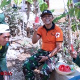 Istirahat Siang, Satgas TMMD Kodim Malang-Batu dan Warga Nikmati Buah