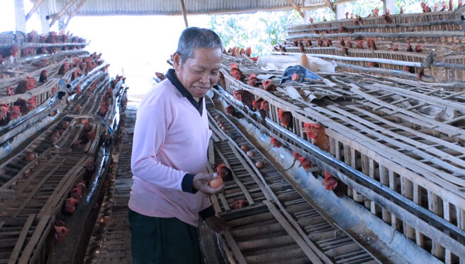 Sidi, peternak ayam petelur di Kecamatan Sukodadi, Lamongan memeriksa kondisi kandang. (FOTO: Istimewa)