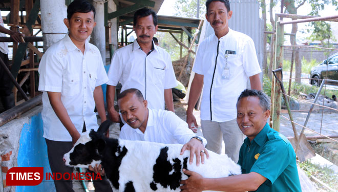 Ken Arok, si bungsu sapi peranakan Belgian Blue yang lahir di Polbangtan Malang, Selasa (15/10/2019) malam. (FOTO: Humas Polbangtan Malang for TIMES Indonesia)