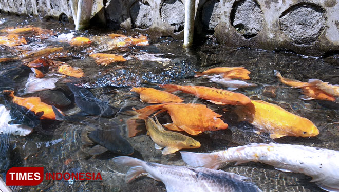 Blitar Cultured a Good Quality of Koi