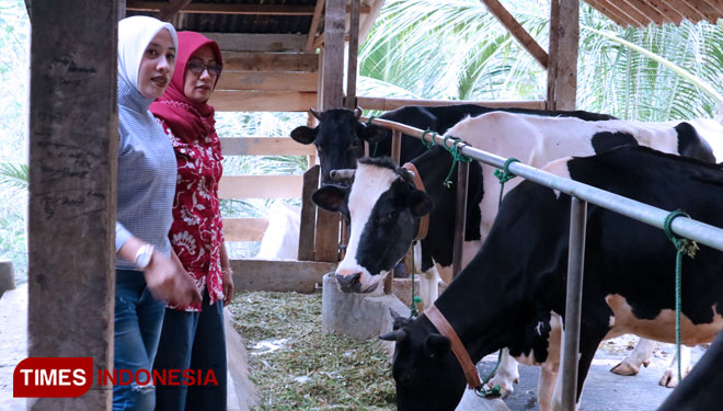 Petenakan sapi perah Lembu Barokah milik Mita Kopiyah (baju merah) mendapat kunjungan dari Tim Frisian Flag Indonesia. (Foto: Lely/TIMES Indonesia)