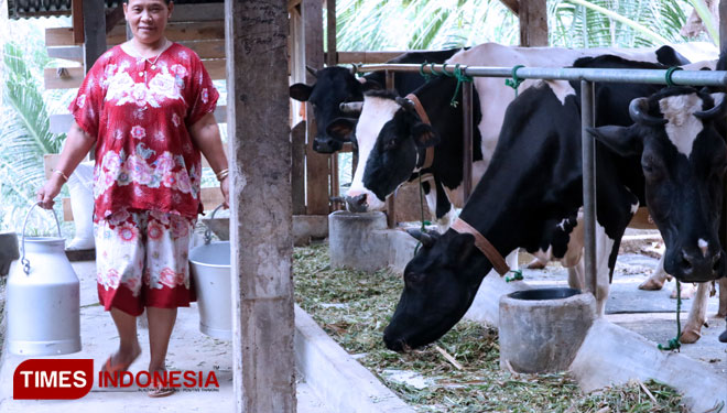 Pakar Ternak Ipb Impor Susu Sapi Mencapai 80 Persen Times Indonesia