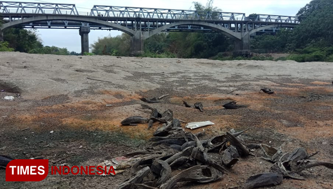 Tumpukan Bangkai Ikan Kering di sungai Bengawan Solo yang Tercemar Limbah Pabrik, Senin (4/11/19). (FOTO: Mukhtarul Hafidh/TIMES Indonesia)
