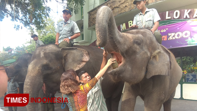 Empat Gajah ikut memeriahkan HUT ke-66 Kebun Binatang Gembira Loka Zoo. (FOTO: Dwijo Suyono/TIMES Indonesia)
