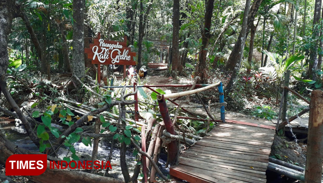 The peaceful forest at Tirto Ageng, Kecamatan Lumbang, Kabupaten Probolinggo (foto: Iqbal/TIMES Indonesia)