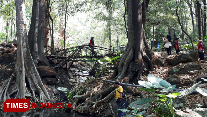 Suasana hutan di tempat wisata Tirto Ageng, Kecamatan Lumbang, Kabupaten Probolinggo (foto: Iqbal/TIMES Indonesia)
