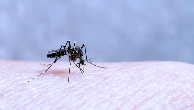 Demam Berdarah Bisa Ditularkan Lewat Hubungan Suami Istri Benarkah Times Indonesia