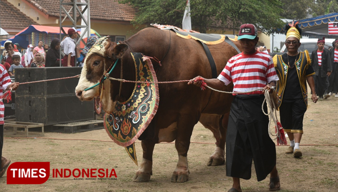 Salah satu hewan ternak yang dikonteskan dalam kontes hewan ternak di Lapangan Kecamatan Sukowono, Kamis (14/11/2019). (Foto: Humas Pemkab Jember for TIMES Indonesia)