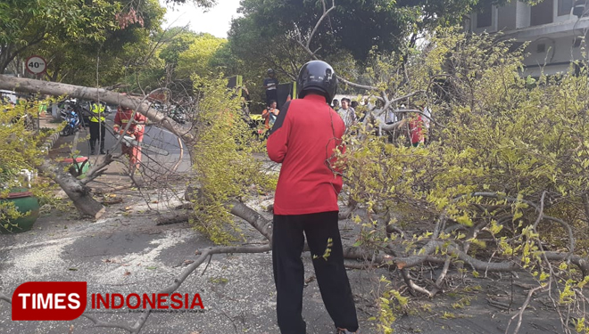 Petugas saat melakukan pemotongan pohon yang tumbang di jalan kota Tuban, Jum'at,(15/11/2019)(Foto:Achmad Choirudin/TIMES Indonesia)