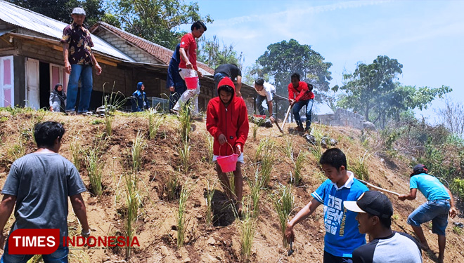 Tim PKM Poliwangi Melakukan Pelatihan Penannggulangan Longsor dengan Metode Vegetatif Menggunakan Rumput Vetiver di Kelurahan Klatak, Kecamatan Kalipuro, Banyuwangi (FOTO: Roghib Mabrur/TIMES Indonesia)